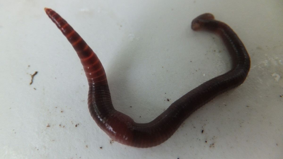 A red wiggler worm.