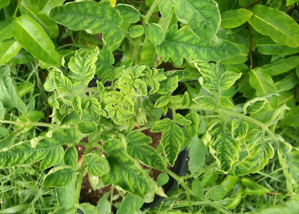 Tomato Yellow Leaf Curl Virus