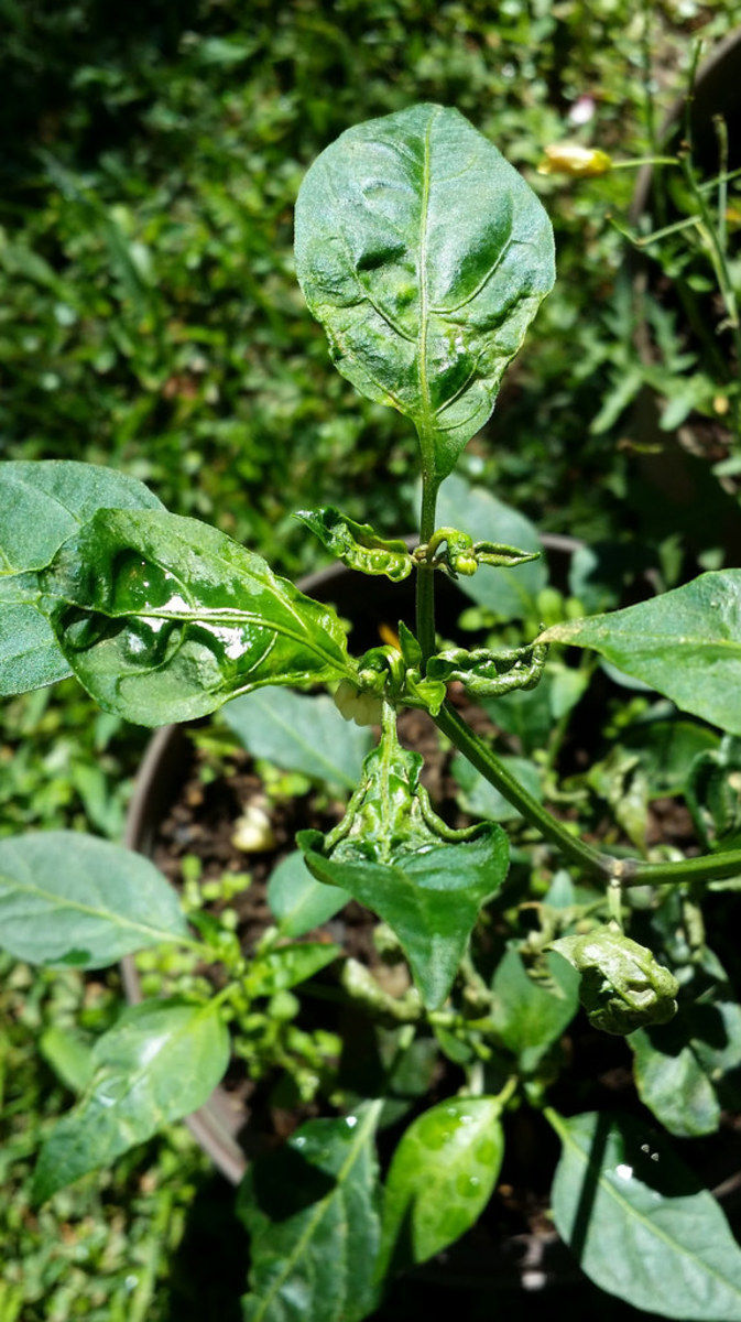 This is what broad mite damage looks like. The picture is of a pepper plant, but it's exactly the same as a tomato plant. Notice how only the new leaves are attacked.