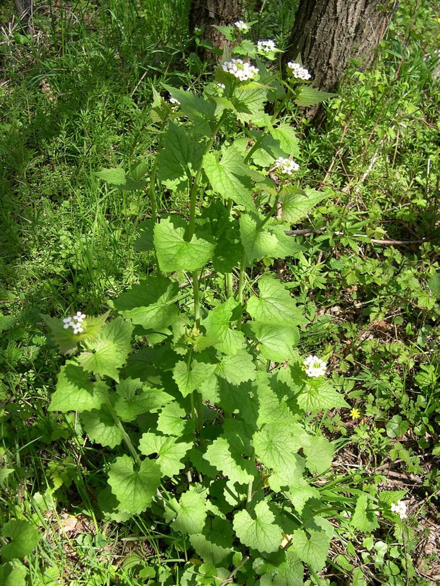 The second year, garlic mustard grows into a plant that can be three feet tall.