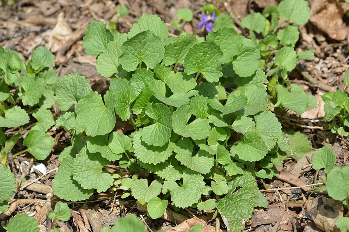 The first year, the plants form a rosette of leaves.  An easy way to tell if a rosette is garlic mustard is to smell the leaves.  They will smell like garlic.