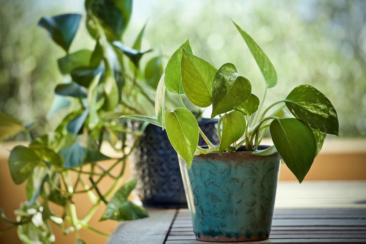 Pothos plants are remarkably easy to grow and are a great plant for beginners to try out. It can survive a fairly long time without water and require very little attention.