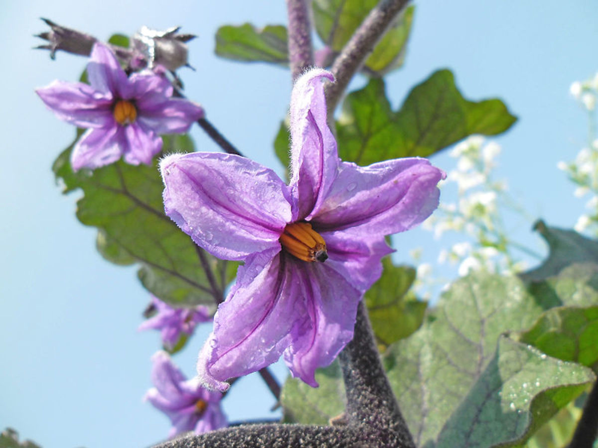 How to Grow Any Kind of Eggplant Dengarden