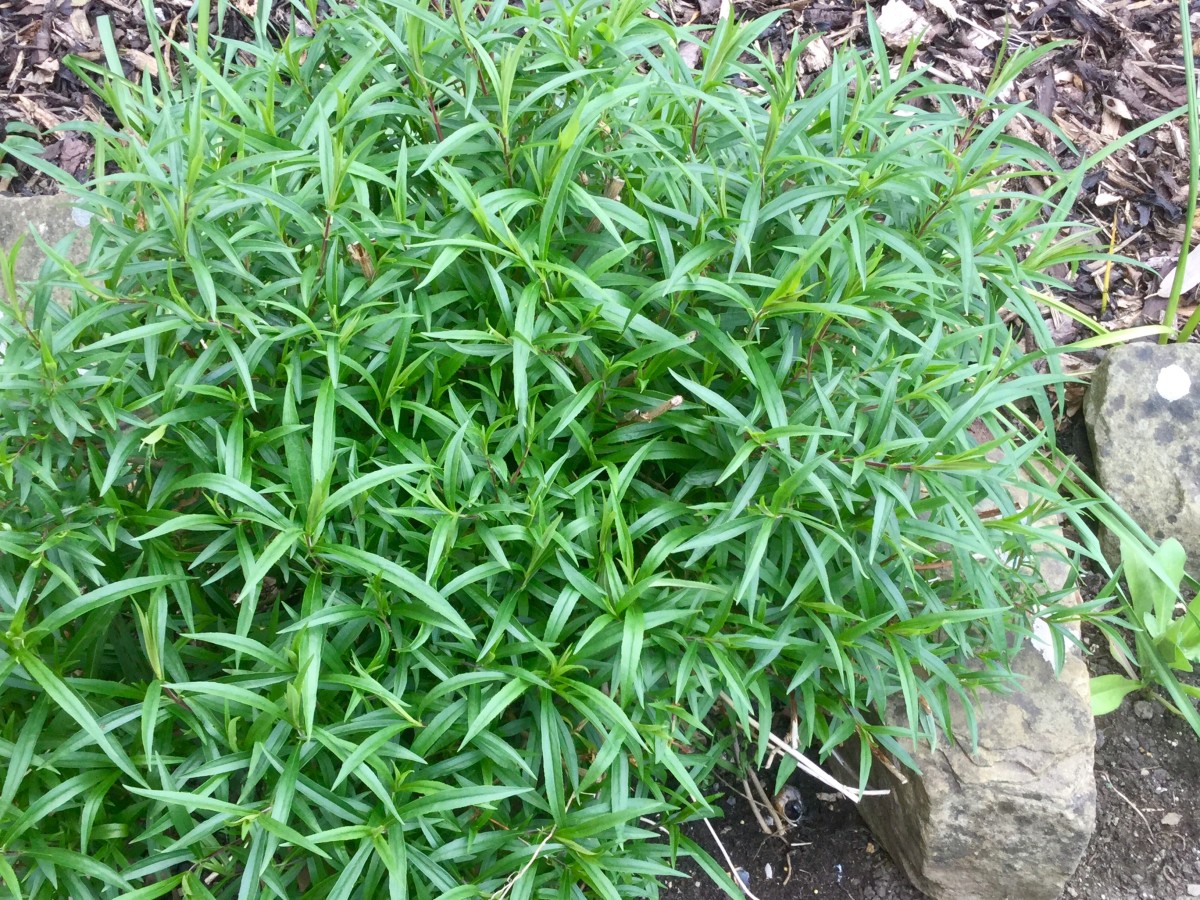 The Chelsea Chop Pruning Perennials for Extended Flowering Dengarden