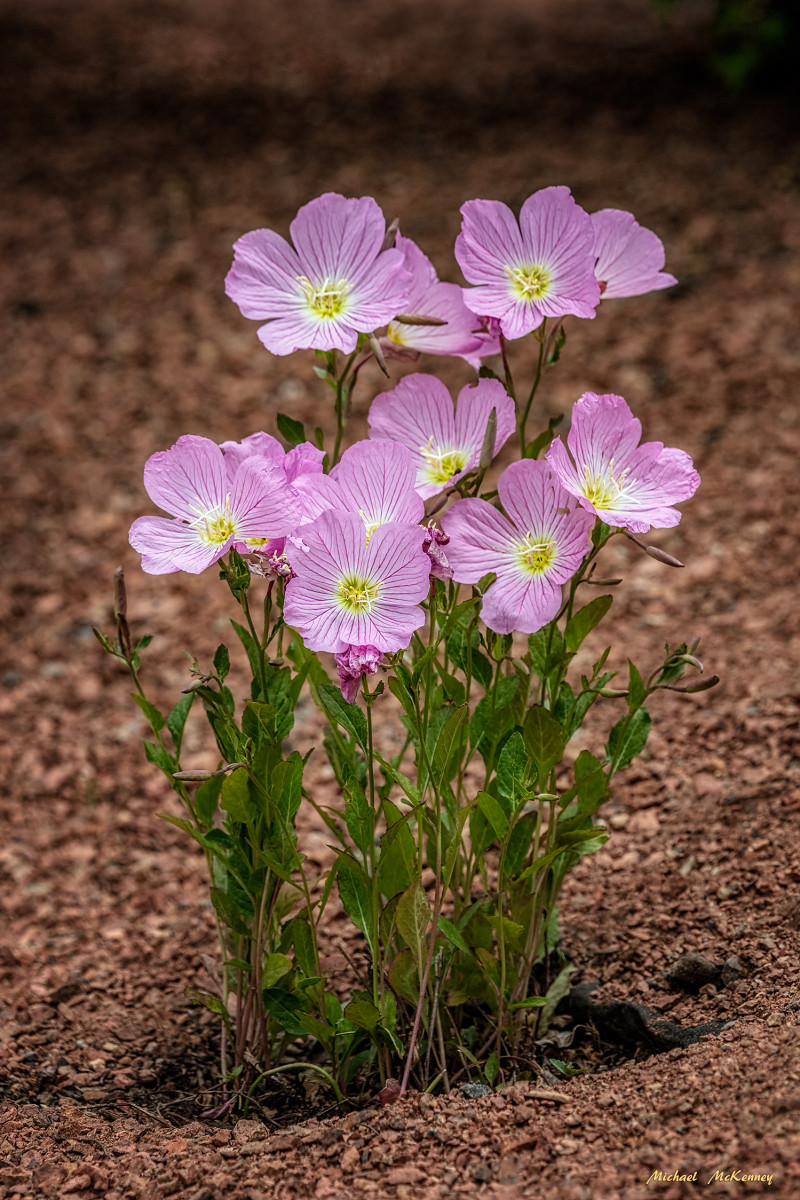When, Where, and How to Grow Evening Primrose Dengarden