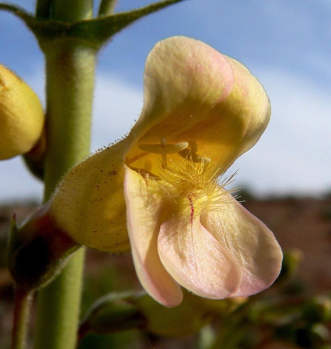 Penstemon got their nickname "Beardtongue" from the hairy stamen that sticks out of the flowers.