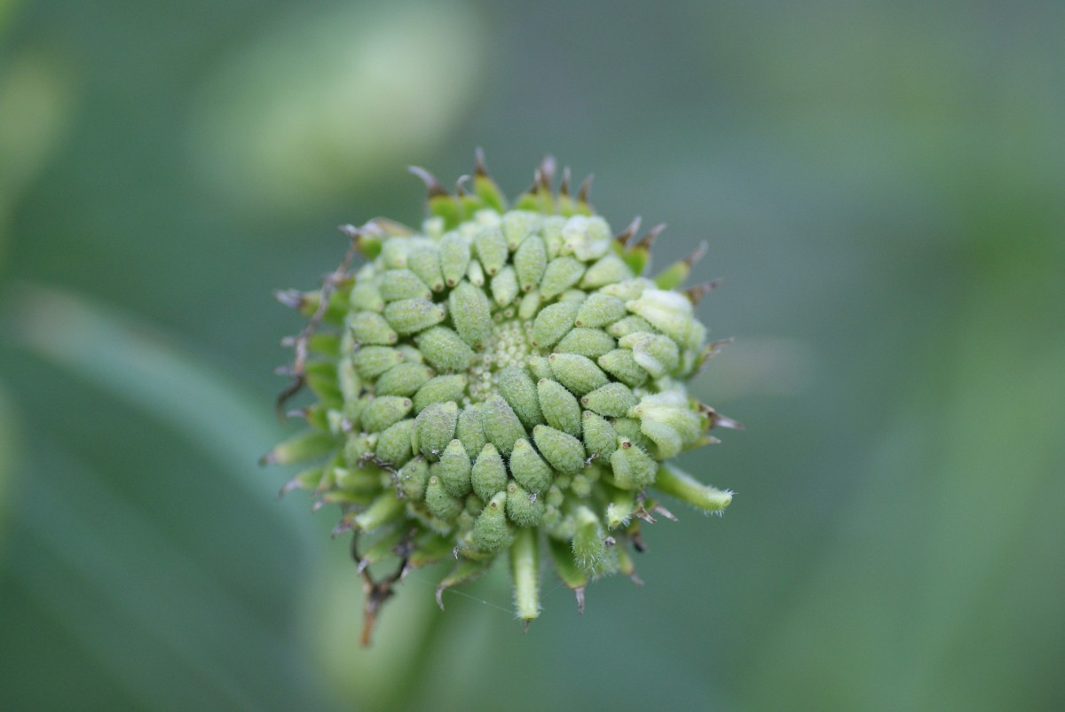 Calendula seed head