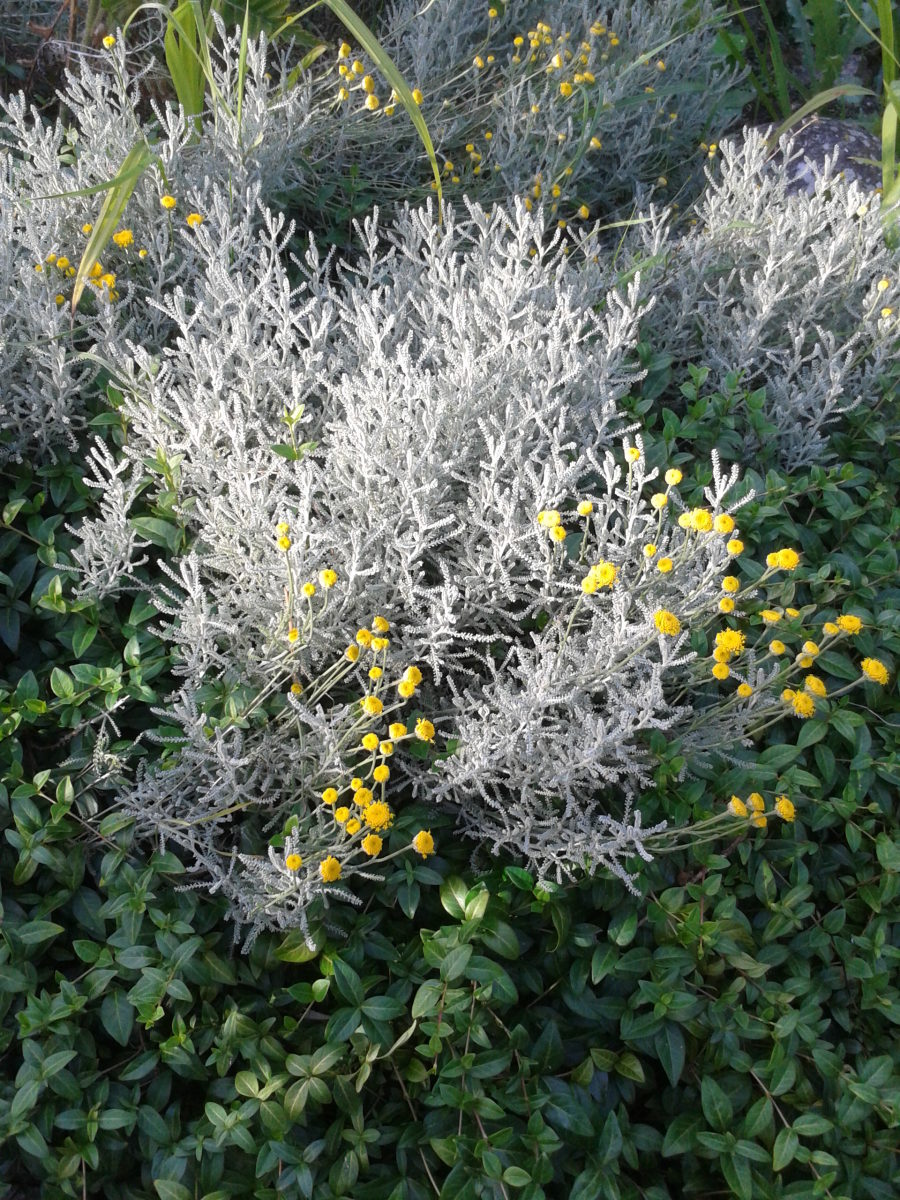 Silver foliage with yellow flowers can create a beautiful contrast with the greenery around it. (Pictured: Santolina Chamaecyparissus)
