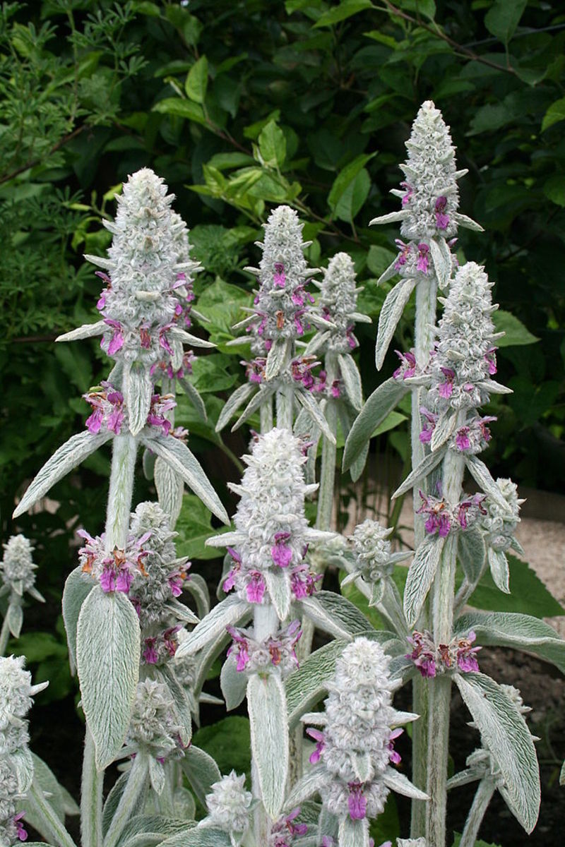 Stachys or lamb's ears.
