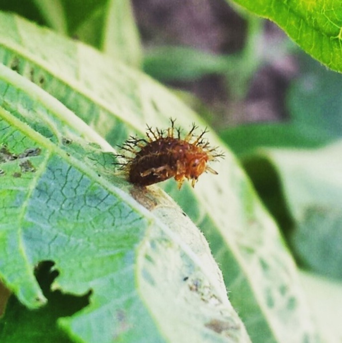 The larvae attach themselves to the undersides of the leaves to pupate into adults.