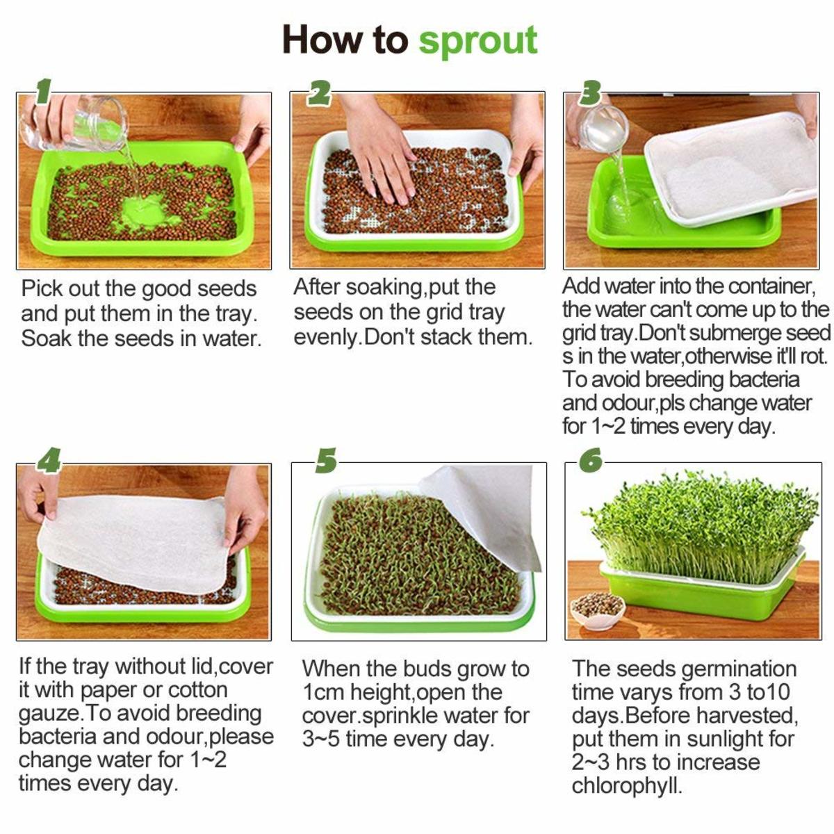 how-to-grow-wheatgrass-at-home
