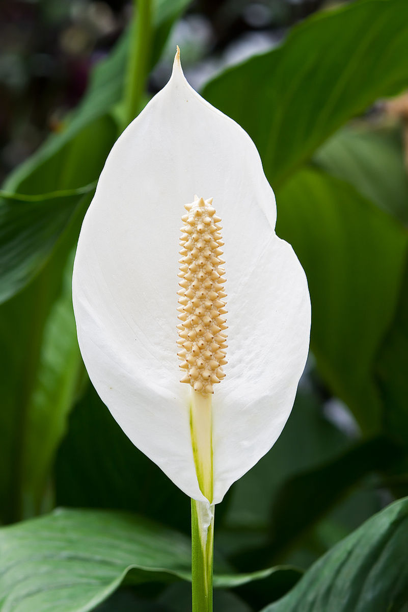 How To Grow Peace Lilies Spathiphyllum Indoors Or Outdoors Dengarden