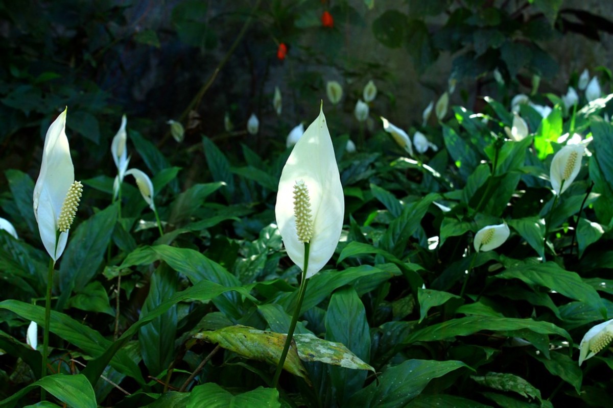 How to Grow Peace Lilies (Spathiphyllum) Indoors or Outdoors