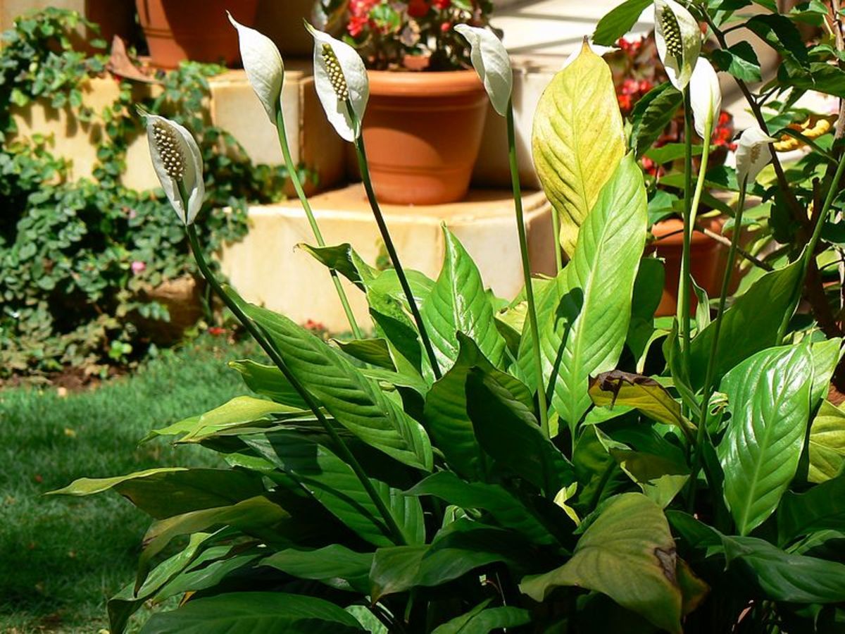 How to Grow Peace Lilies (Spathiphyllum) Indoors or Outdoors