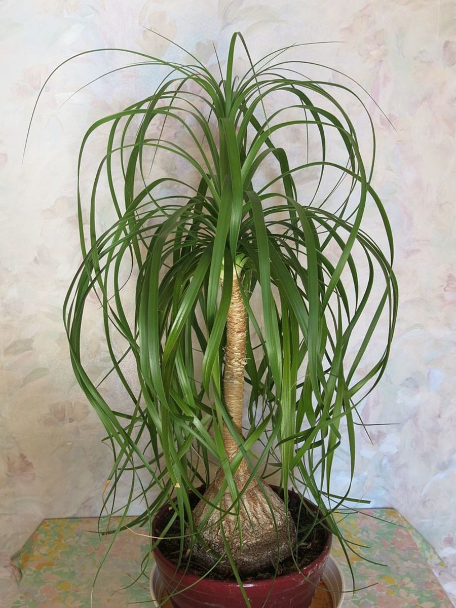 How to Grow a Ponytail Palm Indoors or Outdoors