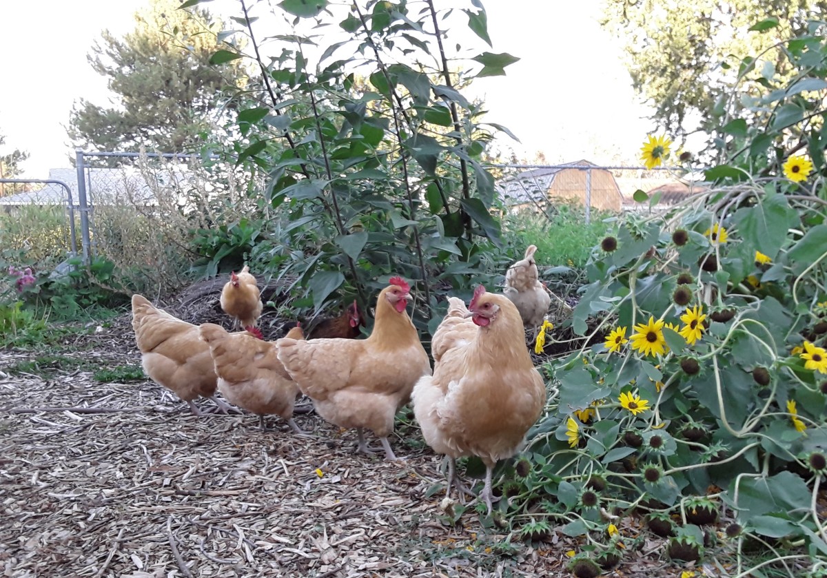 How to Protect Your Landscape From Marauding Chickens