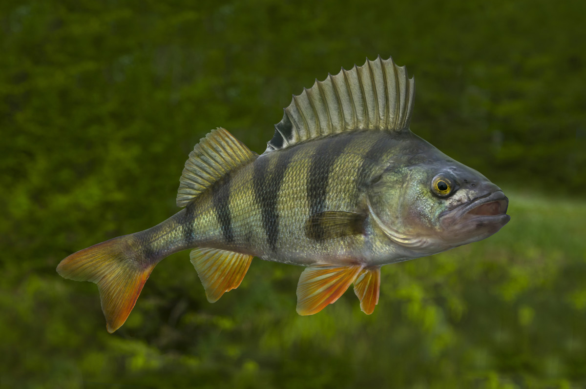 Perch are fast-growing.