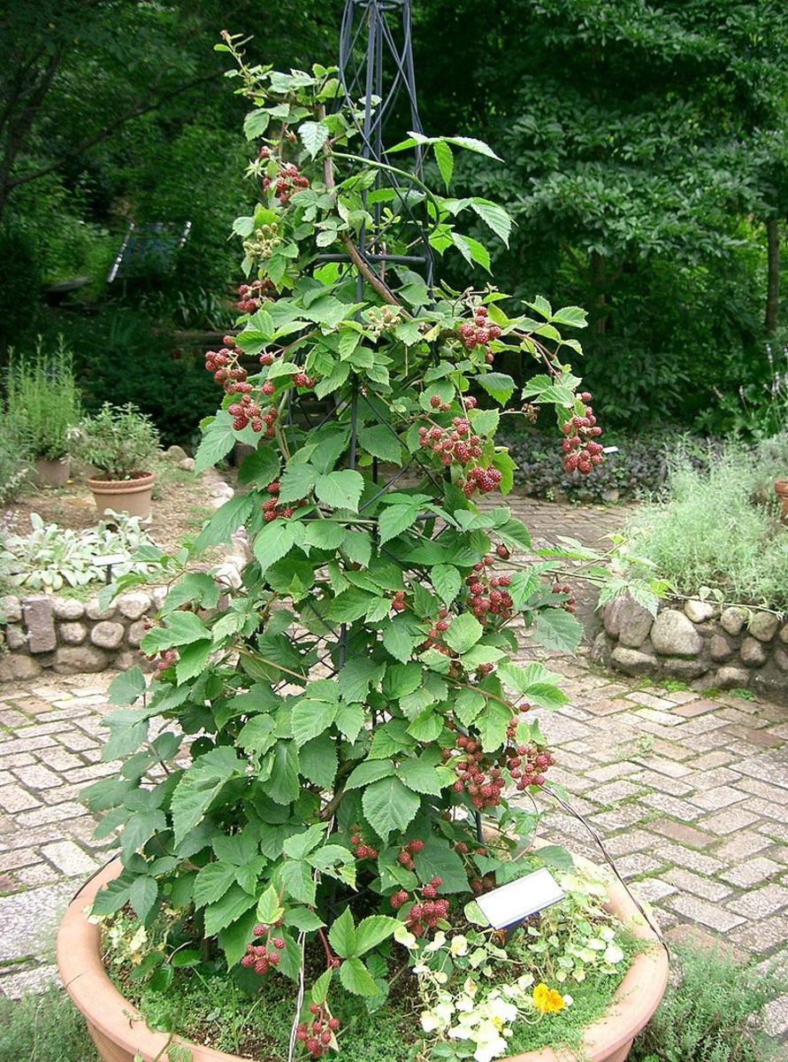 A trailing blackberry grown on a trellis.