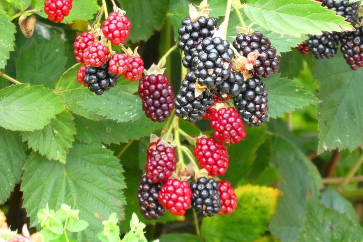 How to Grow Blackberries, a Native Plant Dengarden