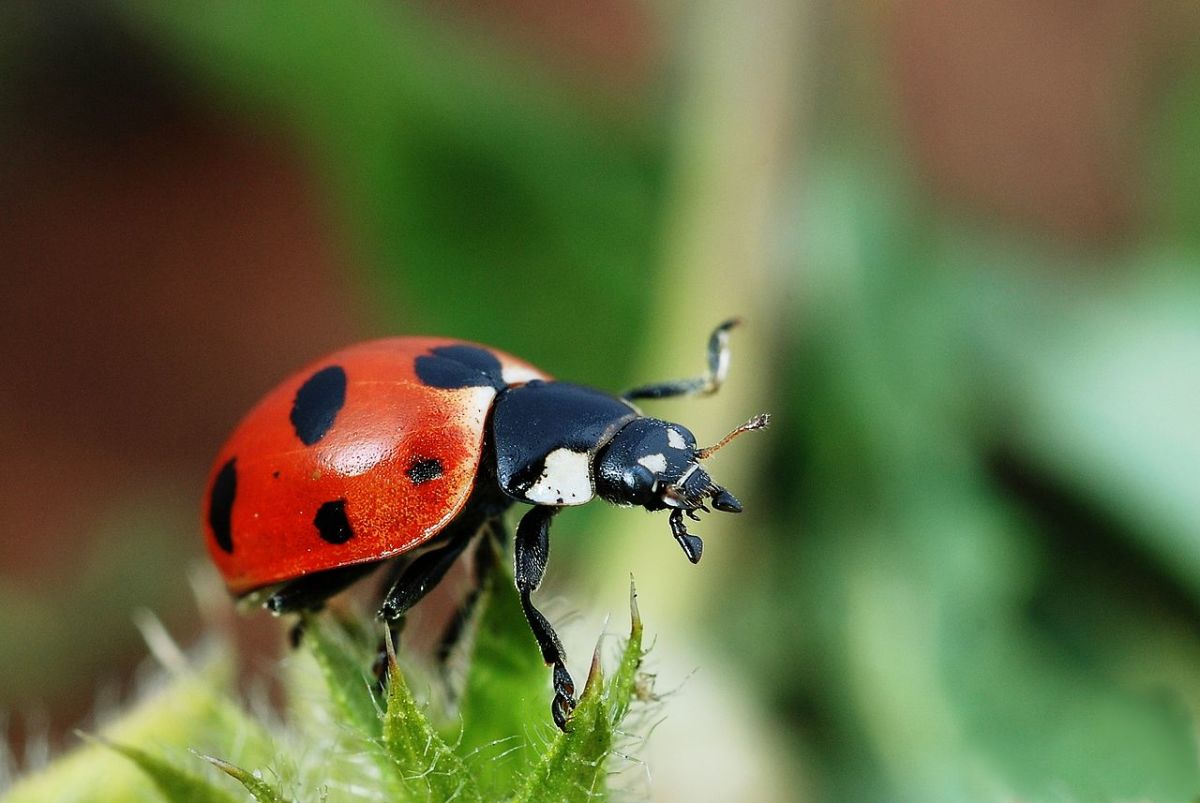 The lovely ladybug.