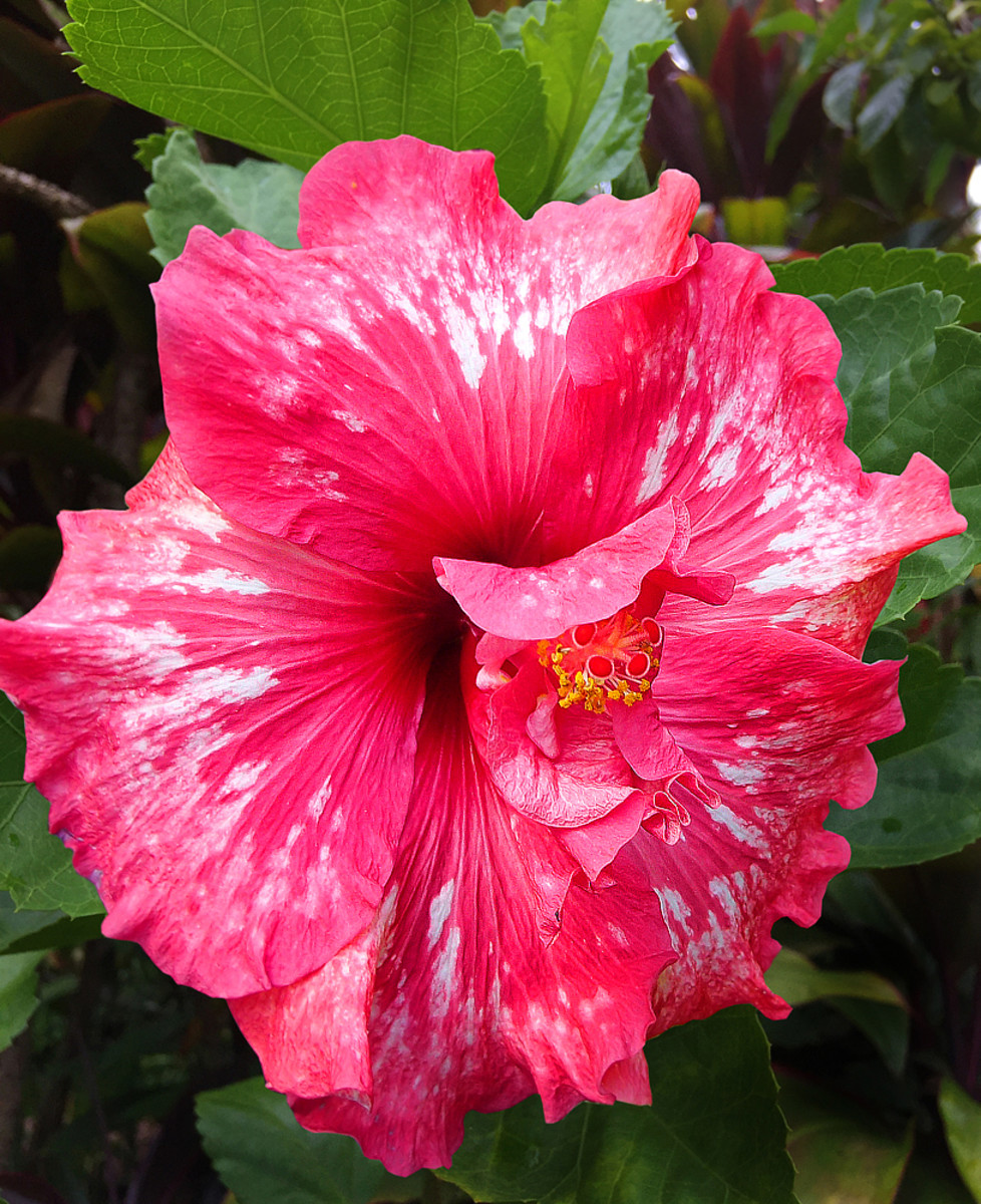 Double hibiscus 'Bold Idea' (Hibiscus sp.) can sometime revert to single form.