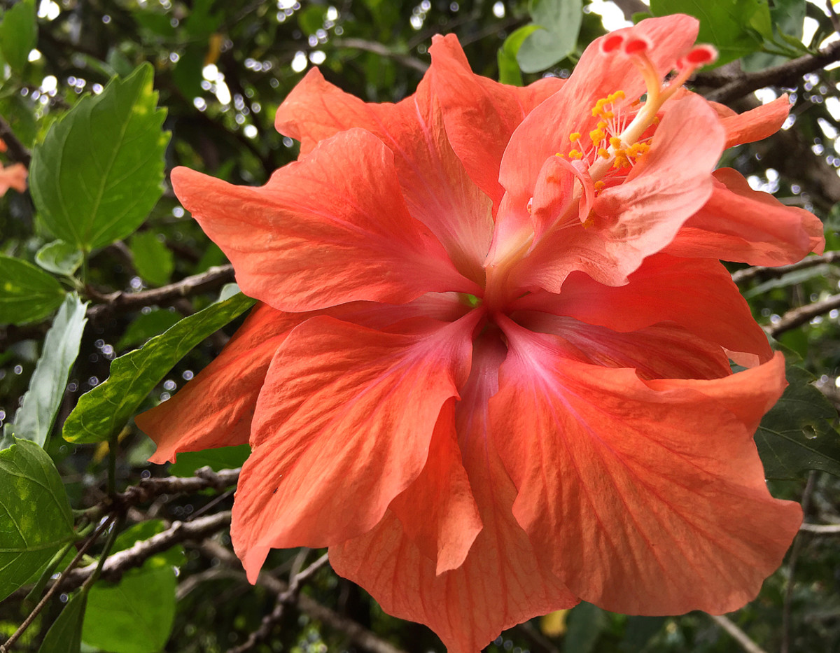 Salmon-colored double hibiscus.