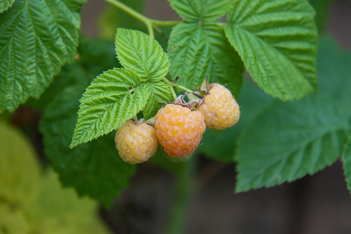 Newer cultivars have berries in non-traditional colors such as yellow.