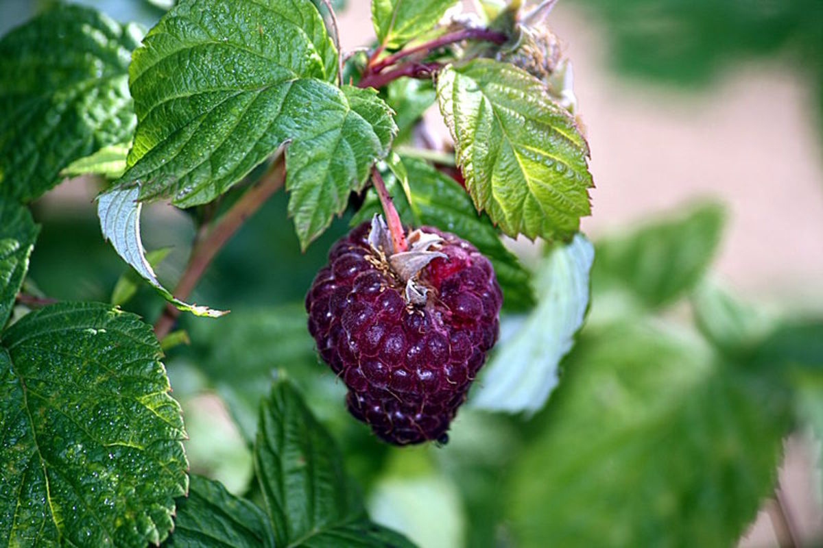 Newer cultivars have fruit that is purple.
