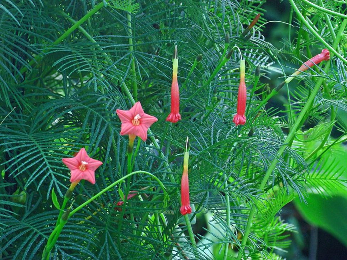 The Cypress vine, a parent of the cardinal climber, has red, pink or white flowers and feathery foliage.