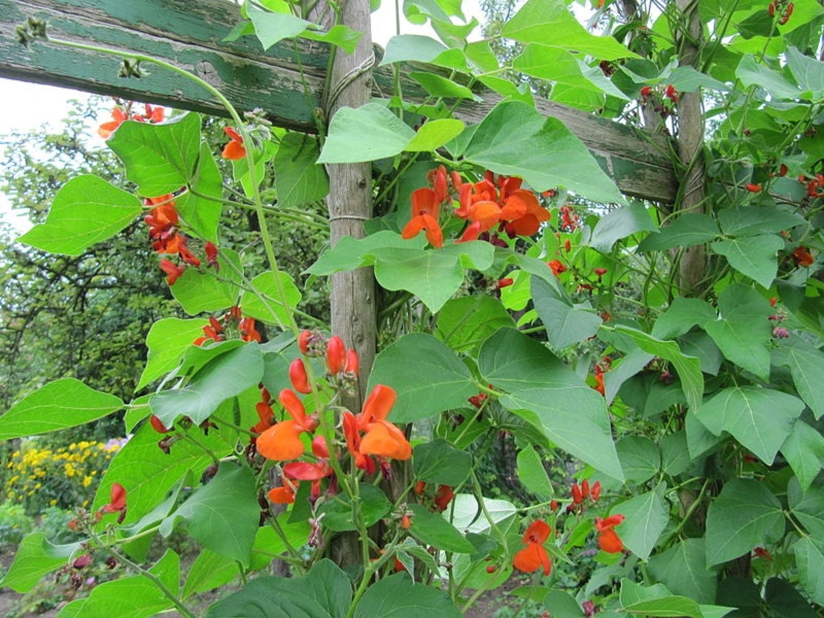 How To Grow Scarlet Runner Beans An Edible Ornamental Plant Dengarden