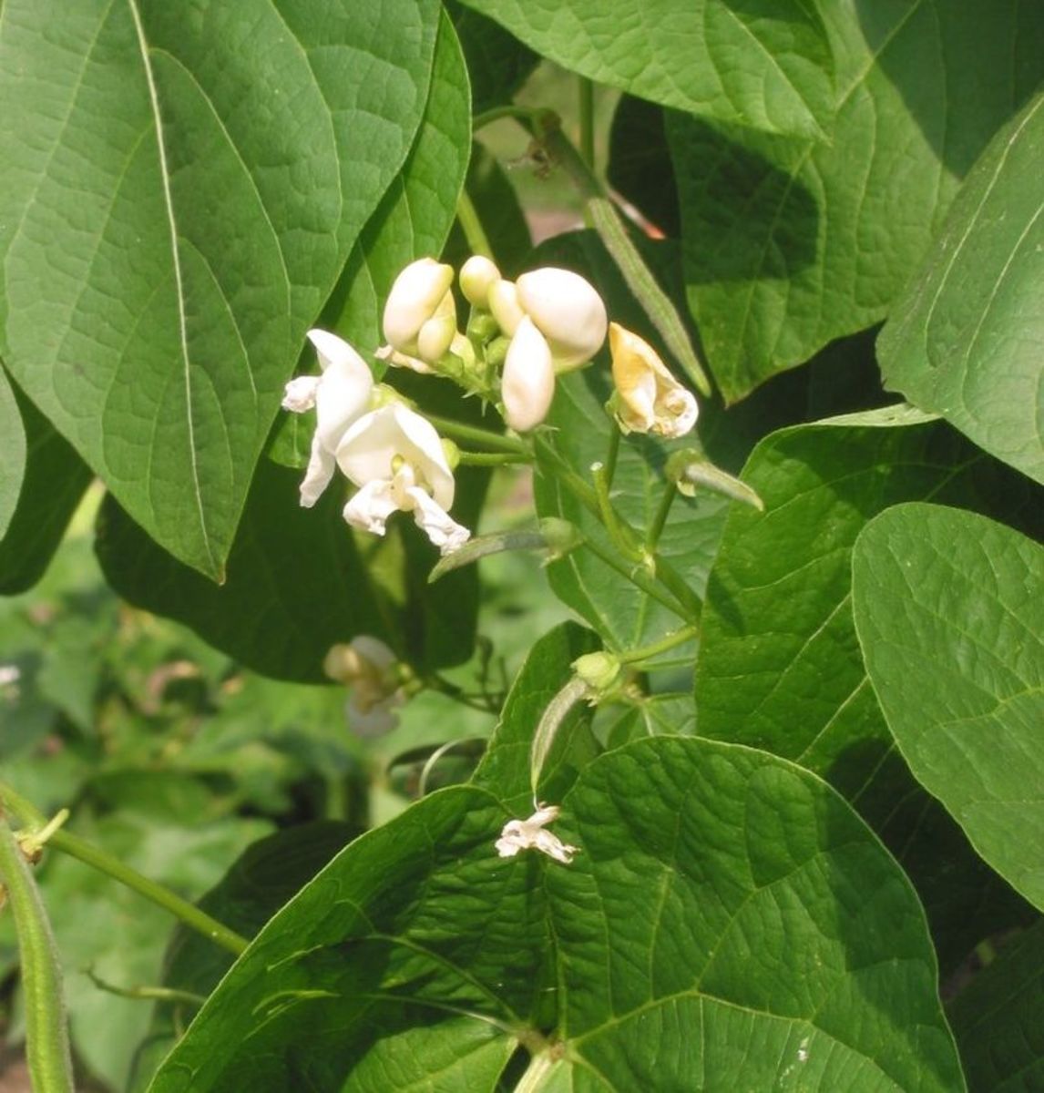 The flowers can also be white.