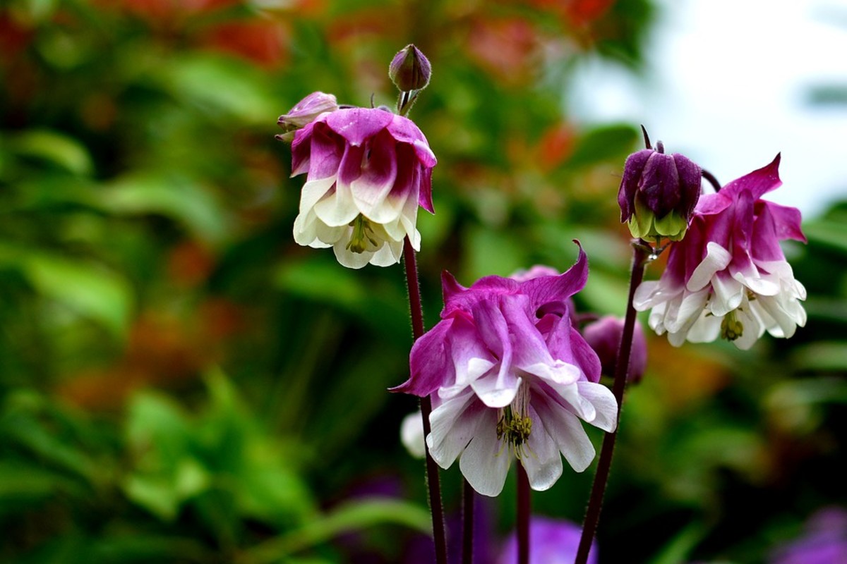 How to Grow Columbine (Aquilegia), a Cottage Garden Favorite Dengarden