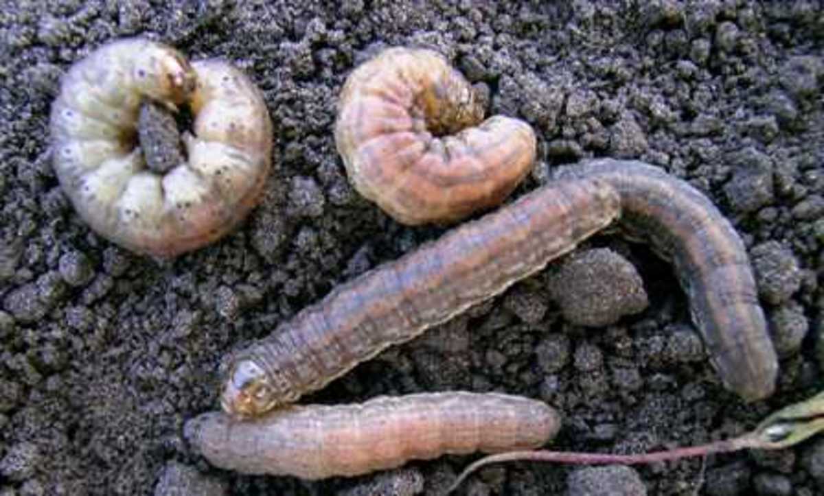 There are many different species of cutworms in many different colors—solids, striped or spotted. They can reach up to two inches in length and tend to feed only at night. This photograph shows some red-backed cutworm larvae.