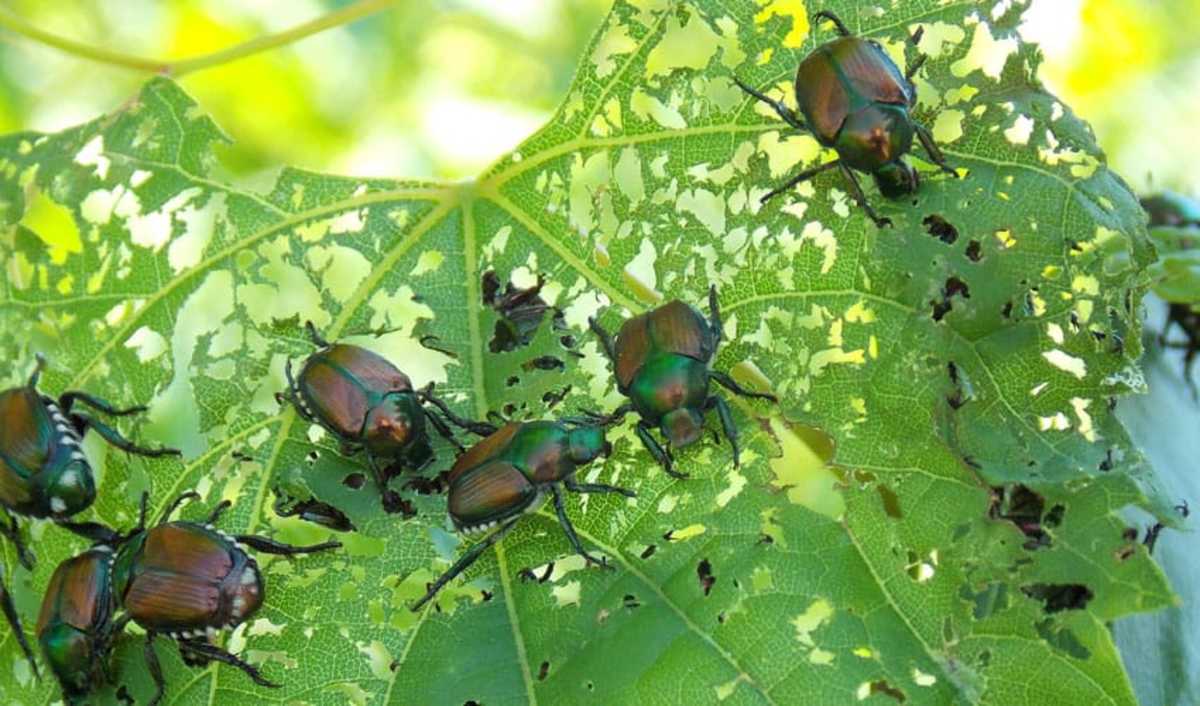 Japanese beetles can skeletonize your plants, turning healthy leaves into a skeleton of veins during the summer. They feed on the tissue between the major veins.