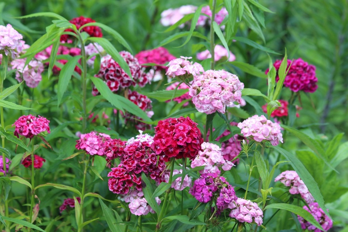 How To Grow Sweet William A Cottage Garden Favorite Dengarden