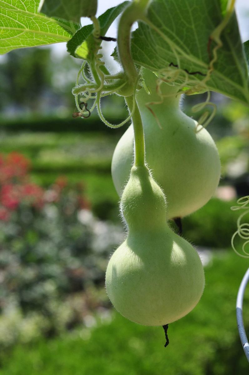 Birdhouse gourds start out green, then dry to a light tan.