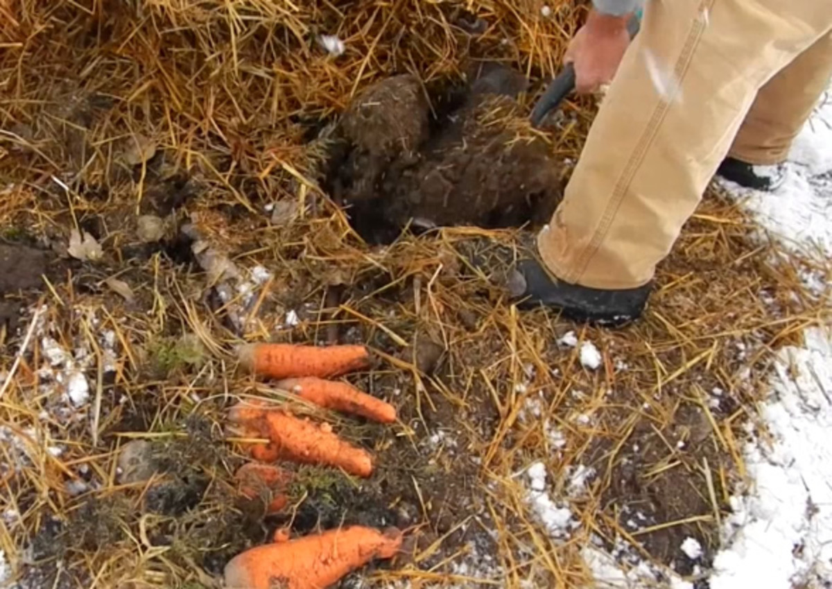 I dug up several carrots to cook with.