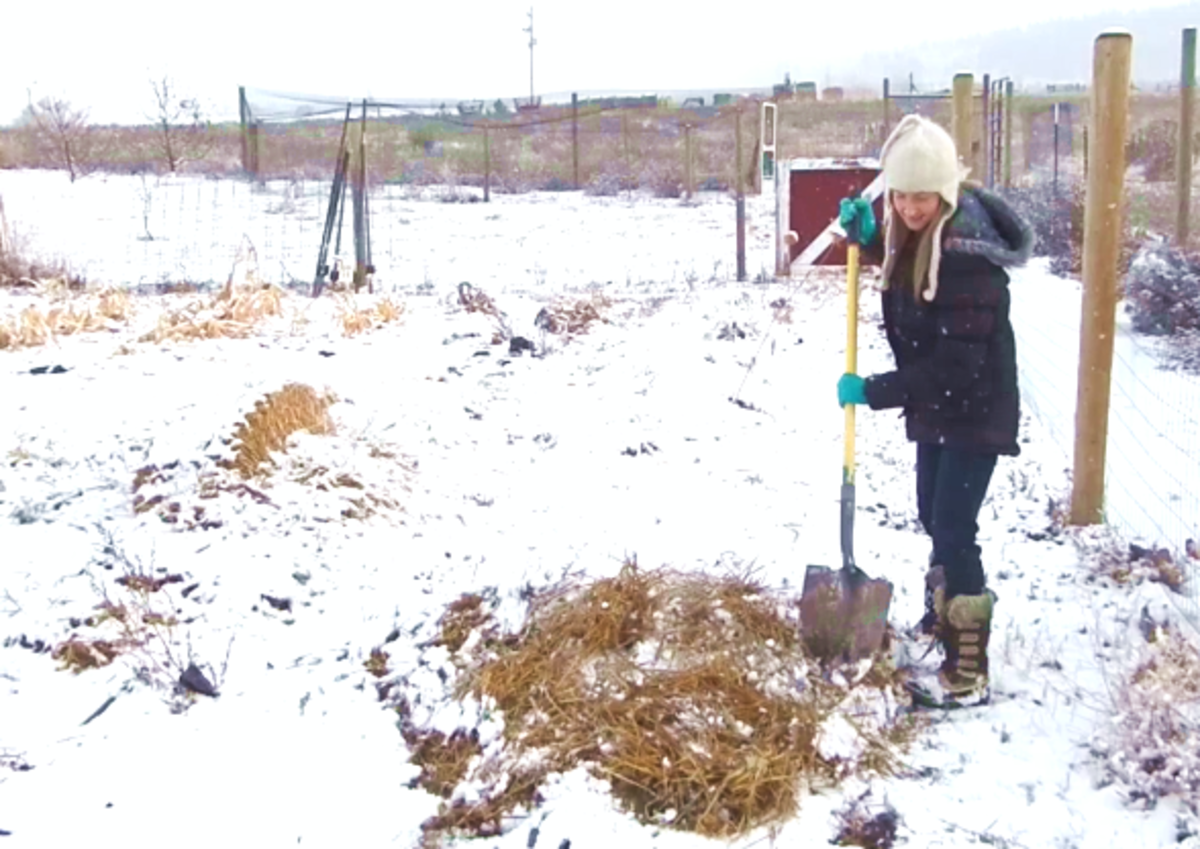 How to Overwinter Garden Carrots in the Ground Dengarden