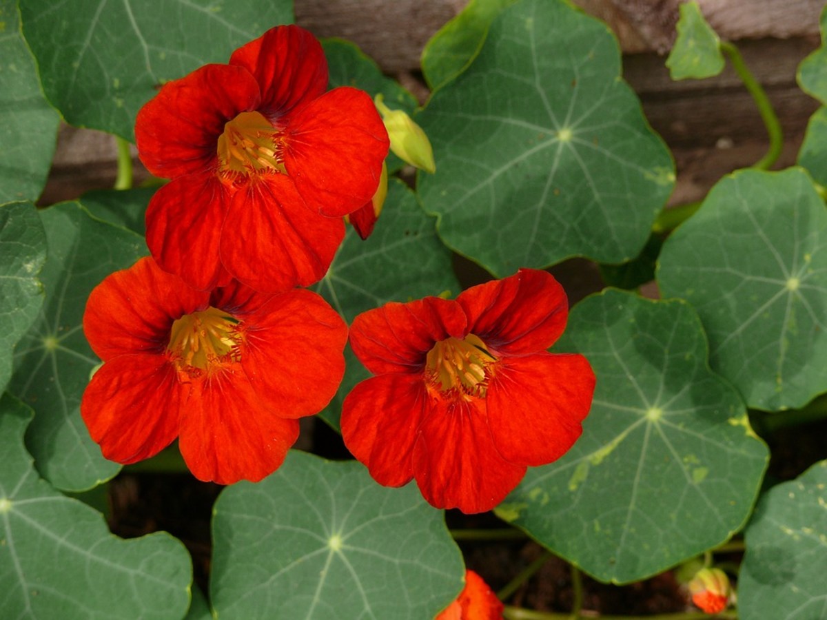 Nasturtiums have a large, circular shape that's easily accessible for bees.
