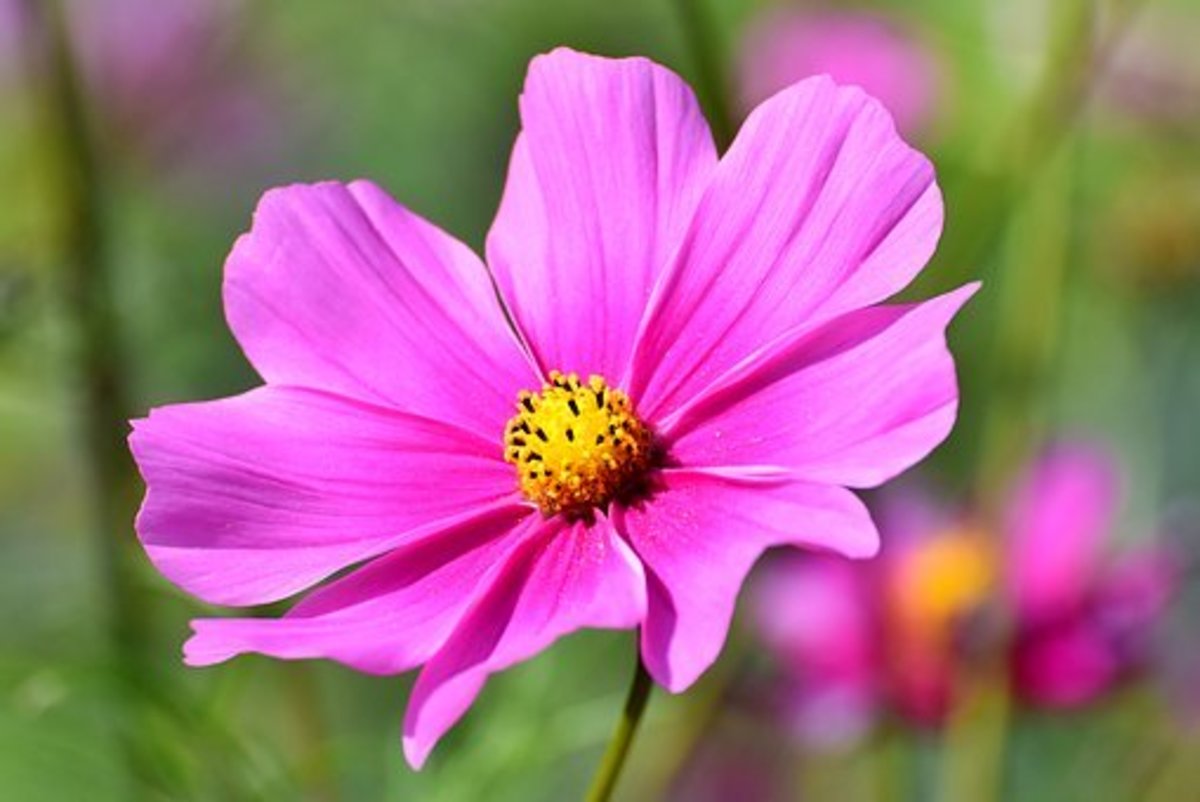 Cosmos' bright colors and open petals attract bees.