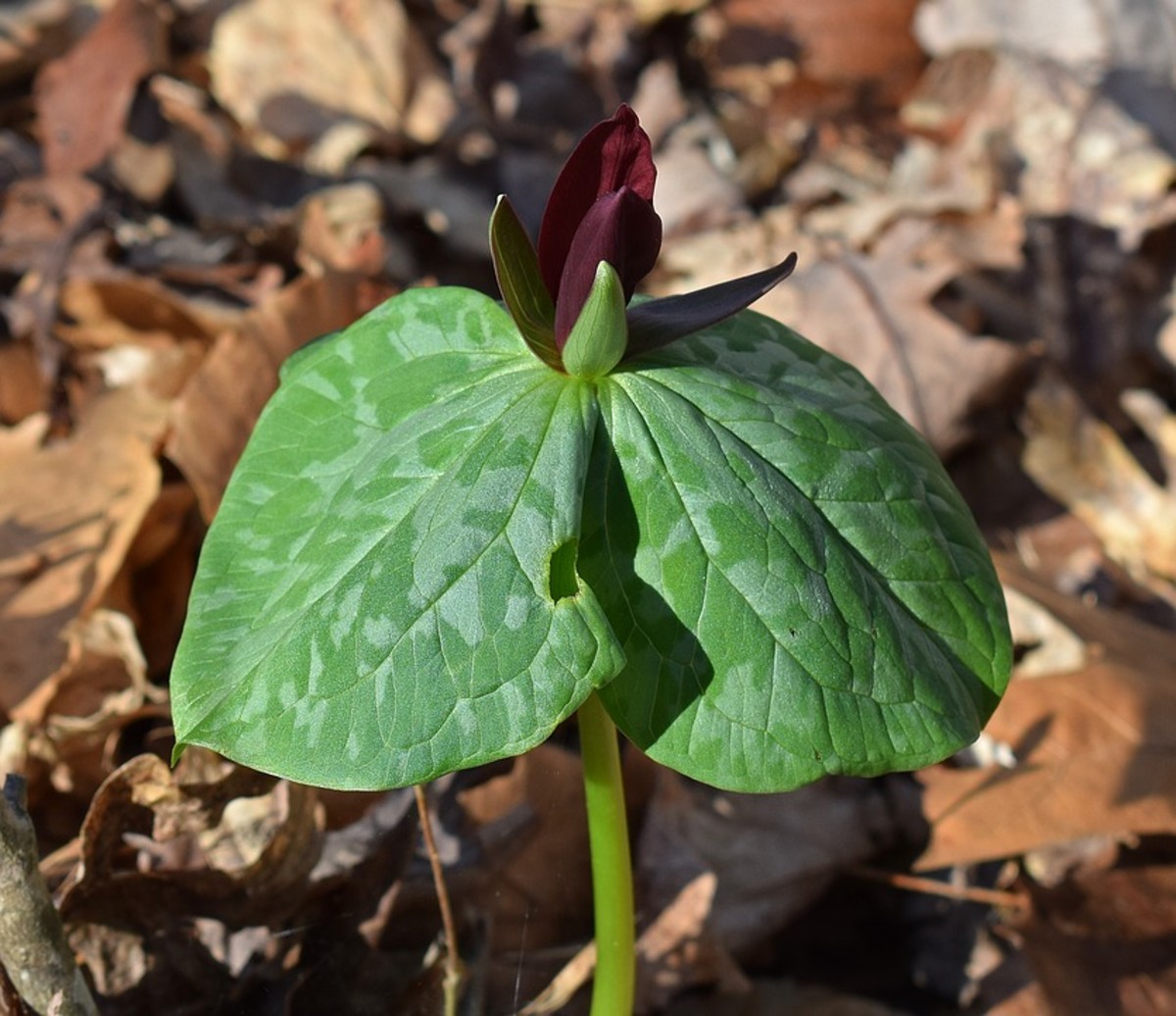 How to Grow Trillium a Native Woodland Plant Dengarden