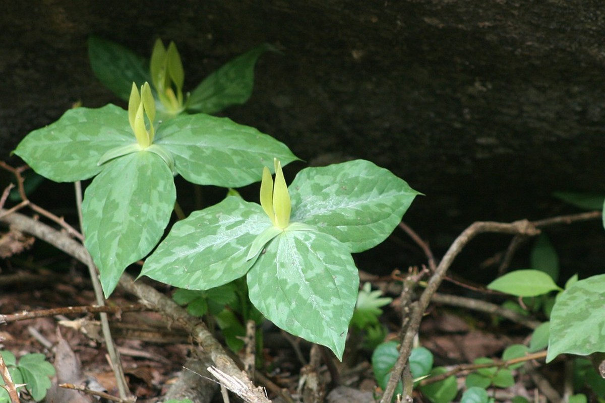 Trillium luteum, native to the Great Smoky Mountains