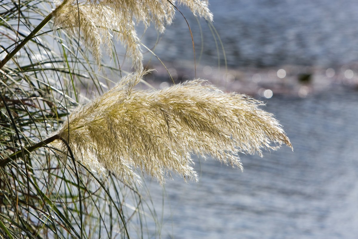 Ornamental Grasses A Unique Landscaping Choice Dengarden