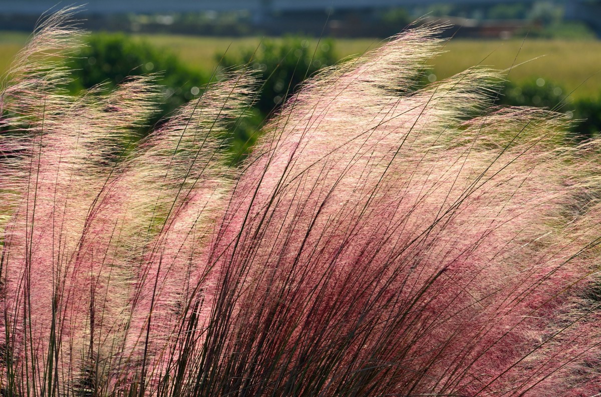 Feathery plumes of pink muhly grass wave in the breezes.