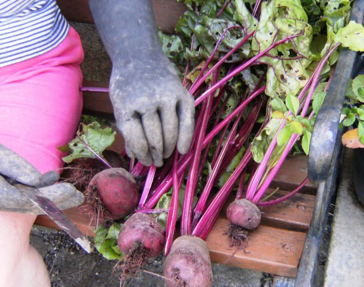 How to Harvest Beets