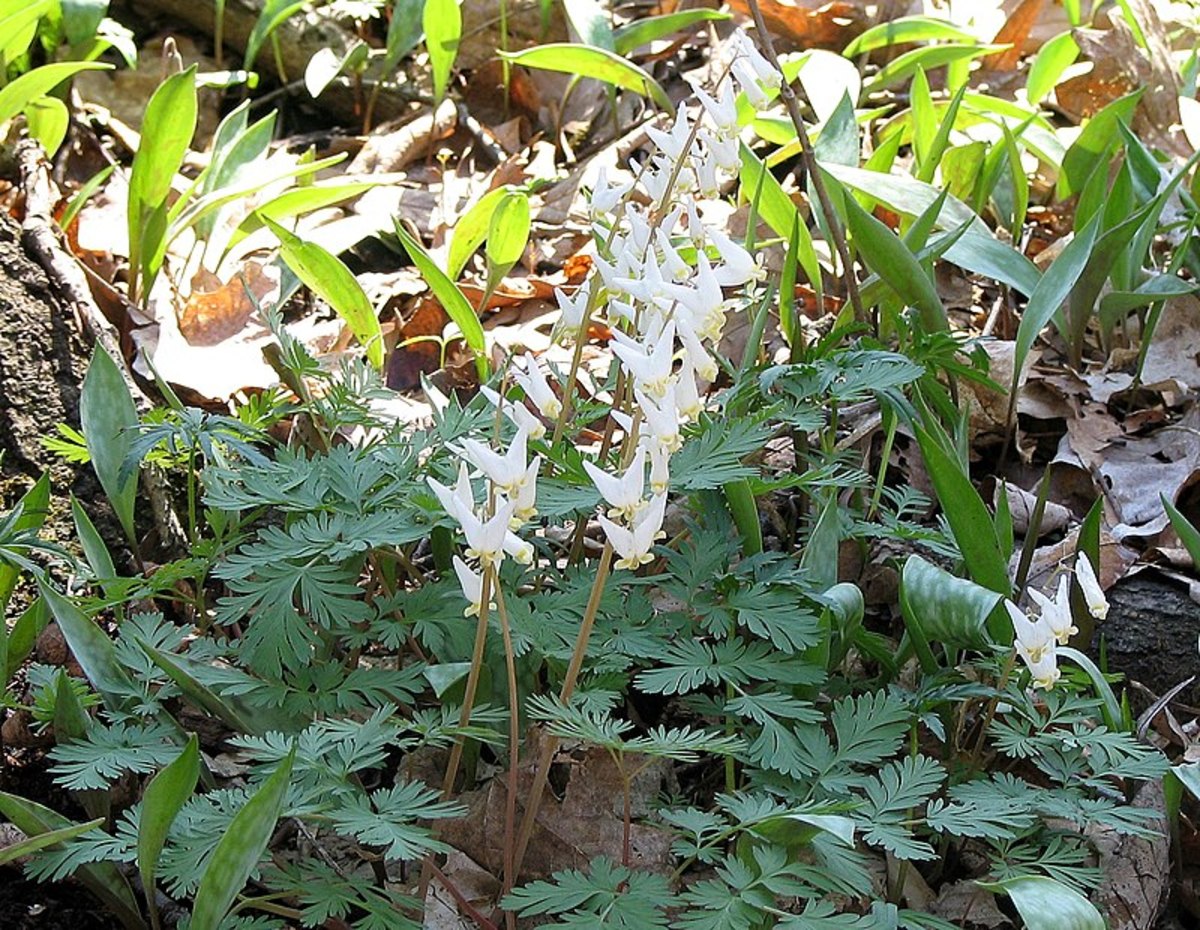 How to Grow Dutchman’s Breeches, a Native Woodland Plant
