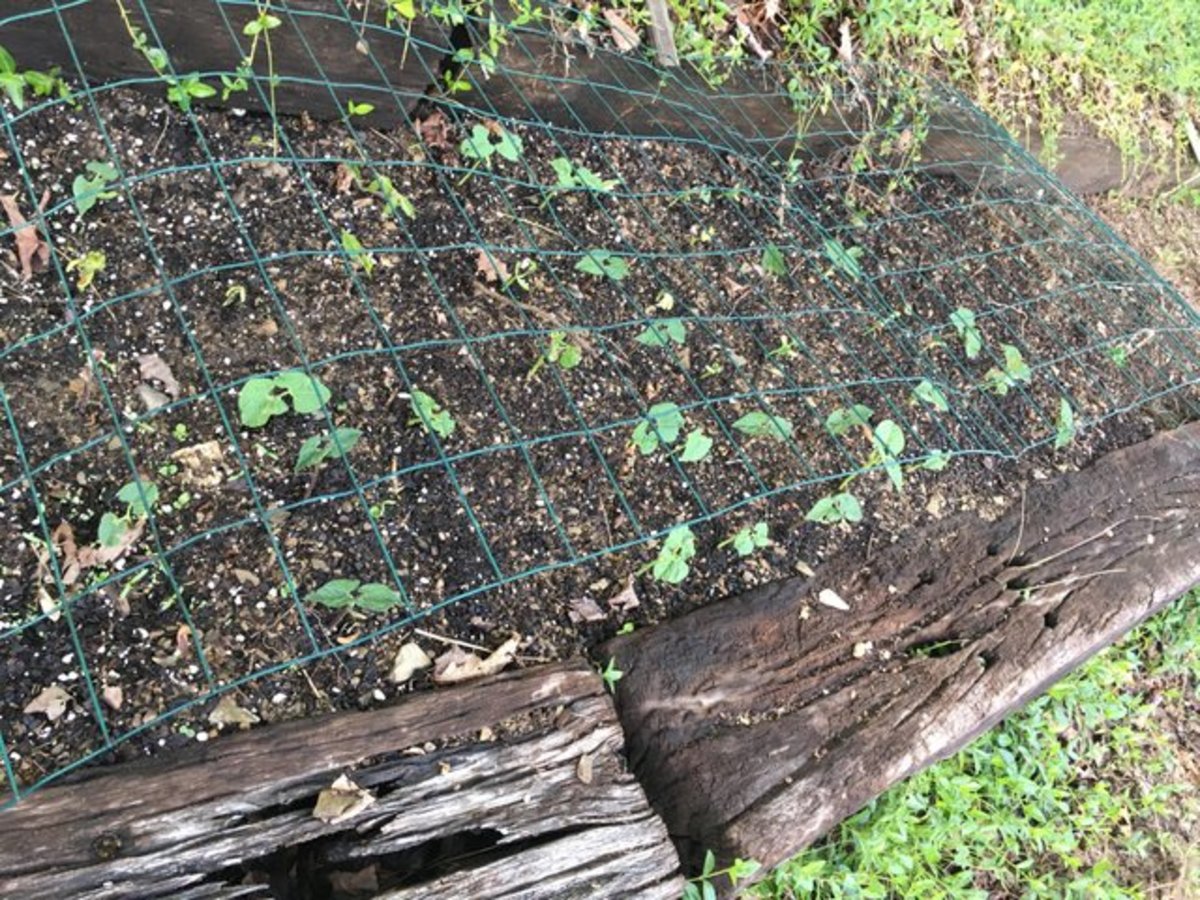 I protect my bush beans with cheap fencing lying over the top. With larger growing plants, I tent the fencing over top, giving the plants space to grow so I can remove the fencing once the plants are big enough to deter digging by cats.