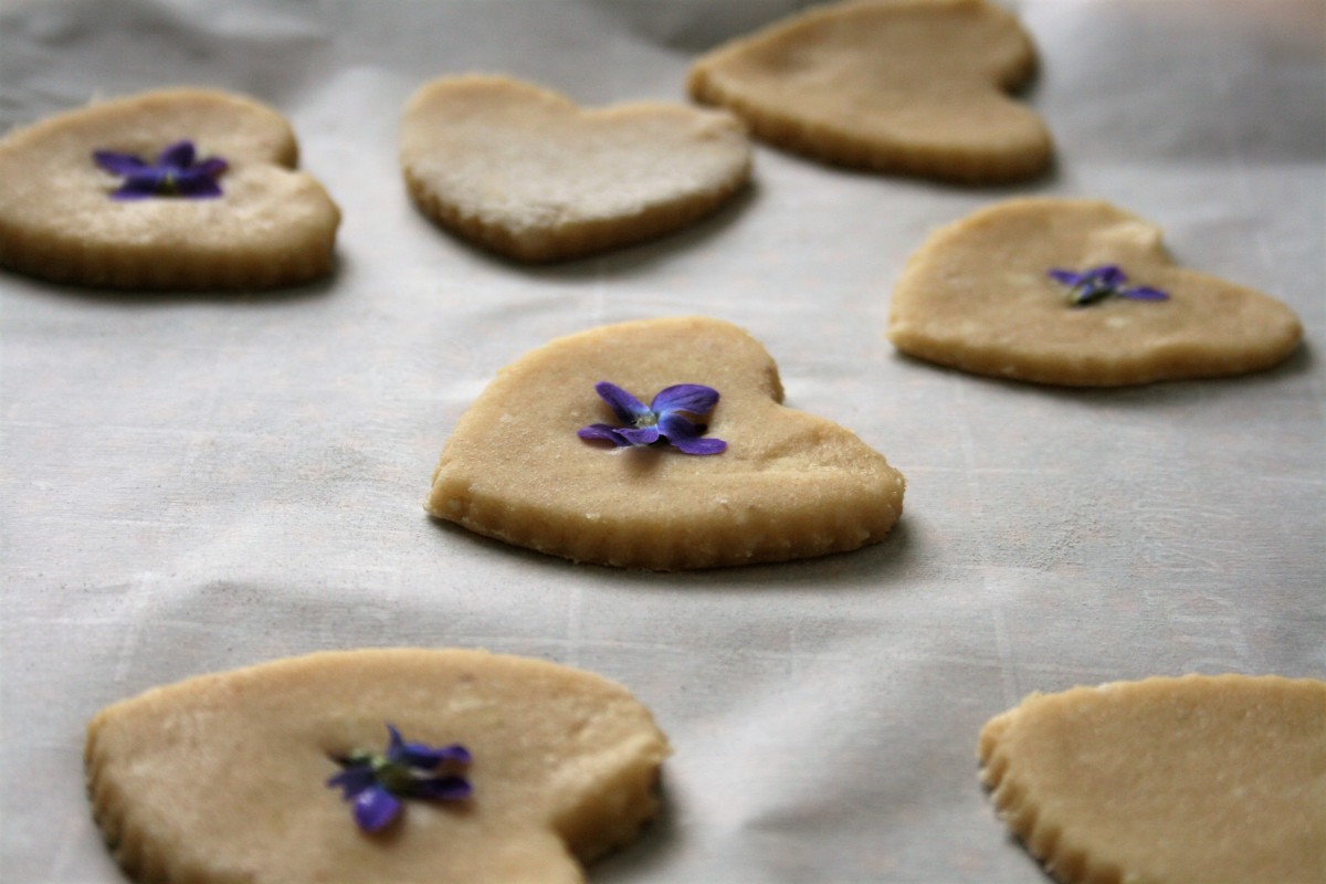 A Homebody's Guide to Common Blue Violets Dengarden