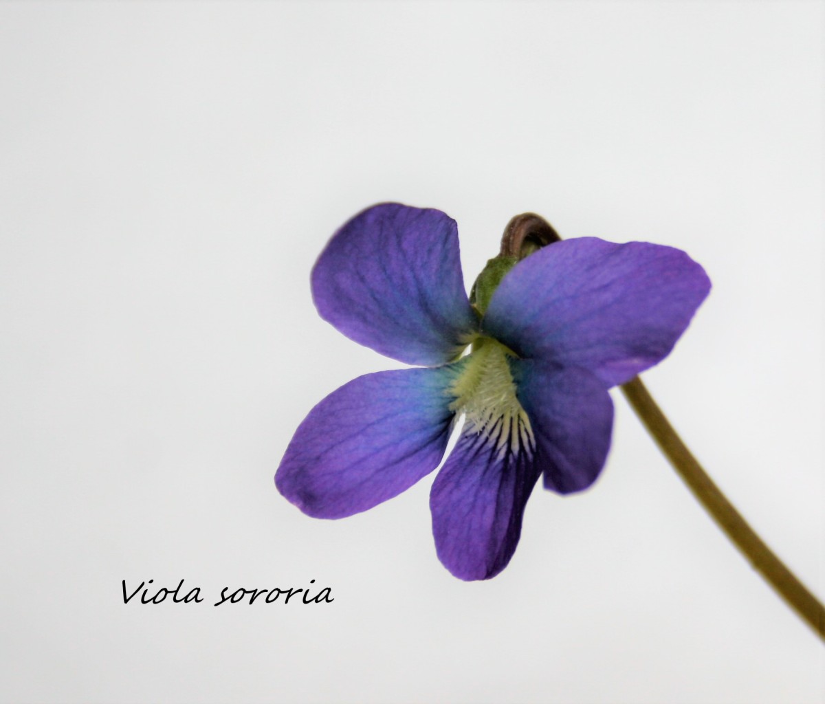 Also known as the common blue violet, Viola sororia is an edible flower that produces sweet scents.