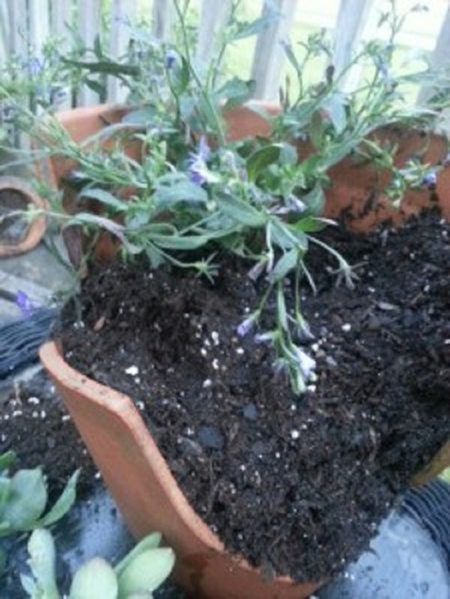 Here's a shot of my blue lobelia, all ready to be planted.